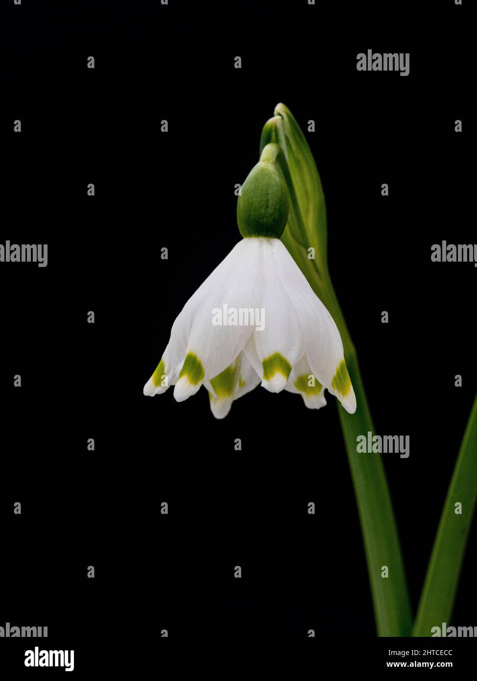 Un primer plano de una sola flor del copo de nieve de primavera Leucojum vernum sobre un fondo liso. Foto de stock
