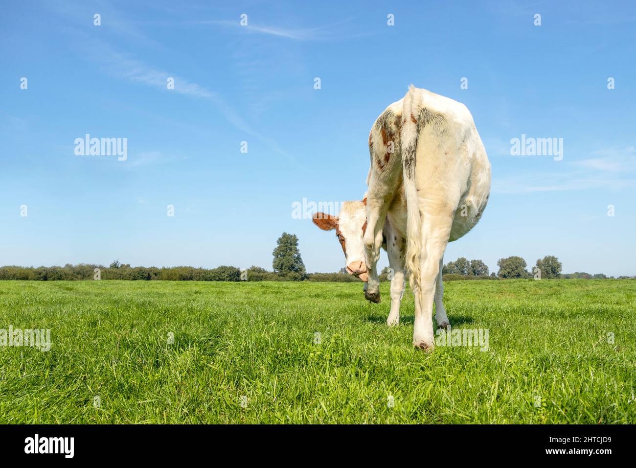 Vaca flexible, postura de yoga, lamas elevadas pierna trasera, capa blanca orejas rojas, en un prado verde bajo un cielo azul Foto de stock