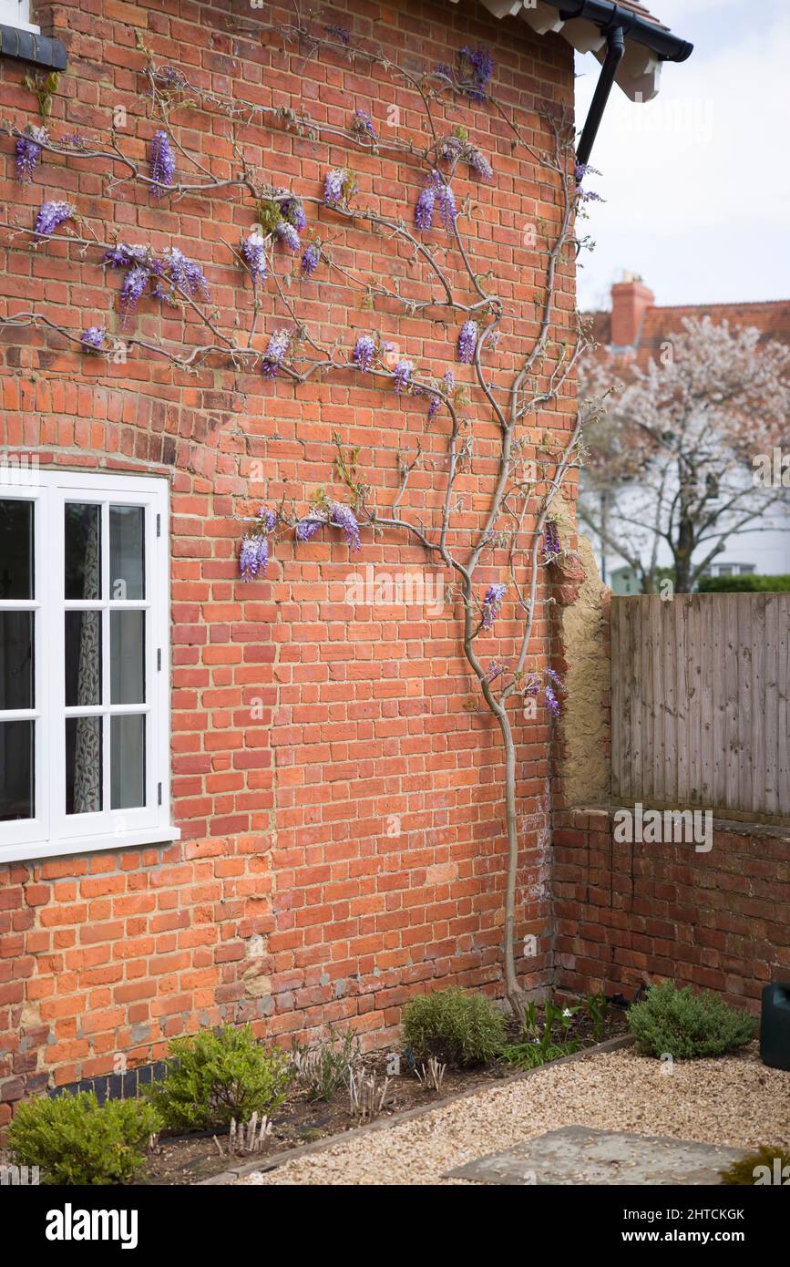 Soporte de la planta de wisteria escalada en una pared de la casa con ojos de vid y cuerda de alambre. Árbol de espalier, Reino Unido Foto de stock