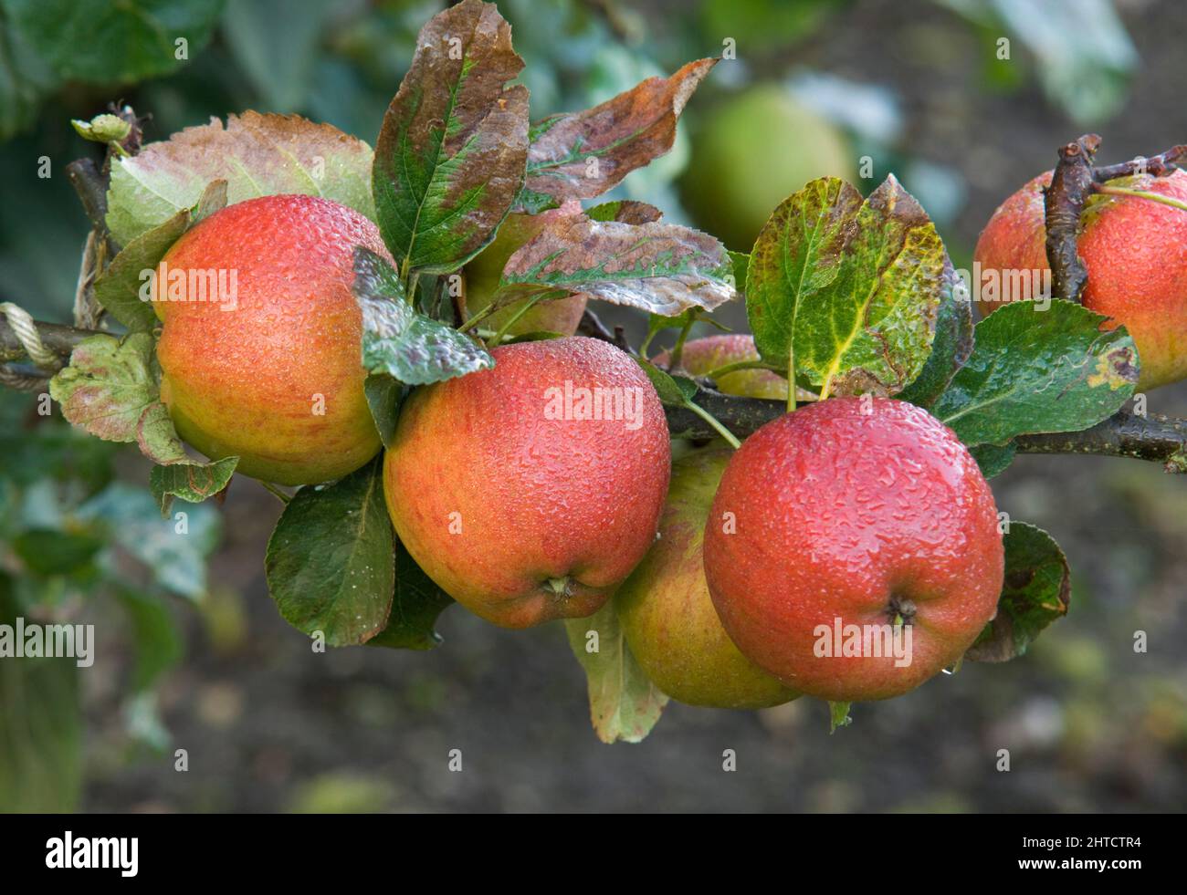 Audley End, Audley Park, Saffron Walden, Uttlesford, Essex, 2008. Detalle de las manzanas de postre Lord Burghley en un árbol de la finca. Foto de stock