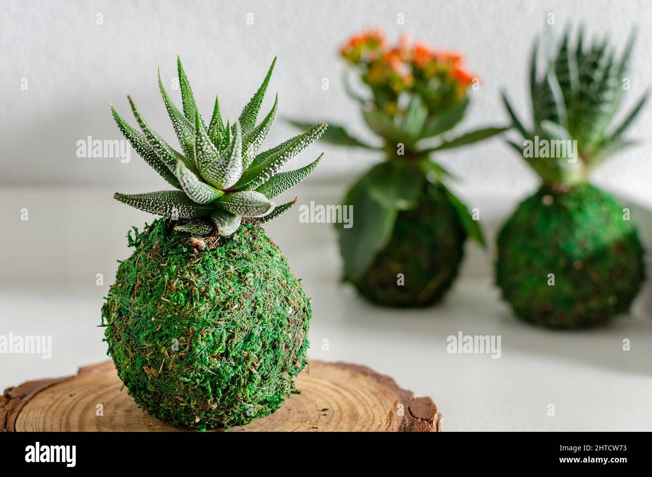 Enfoque selectivo en un kokedama de una planta suculenta llamada Haworthia fasciata. Kokedamas de un áloe y un Kalanchoe en el fondo. Foto de stock