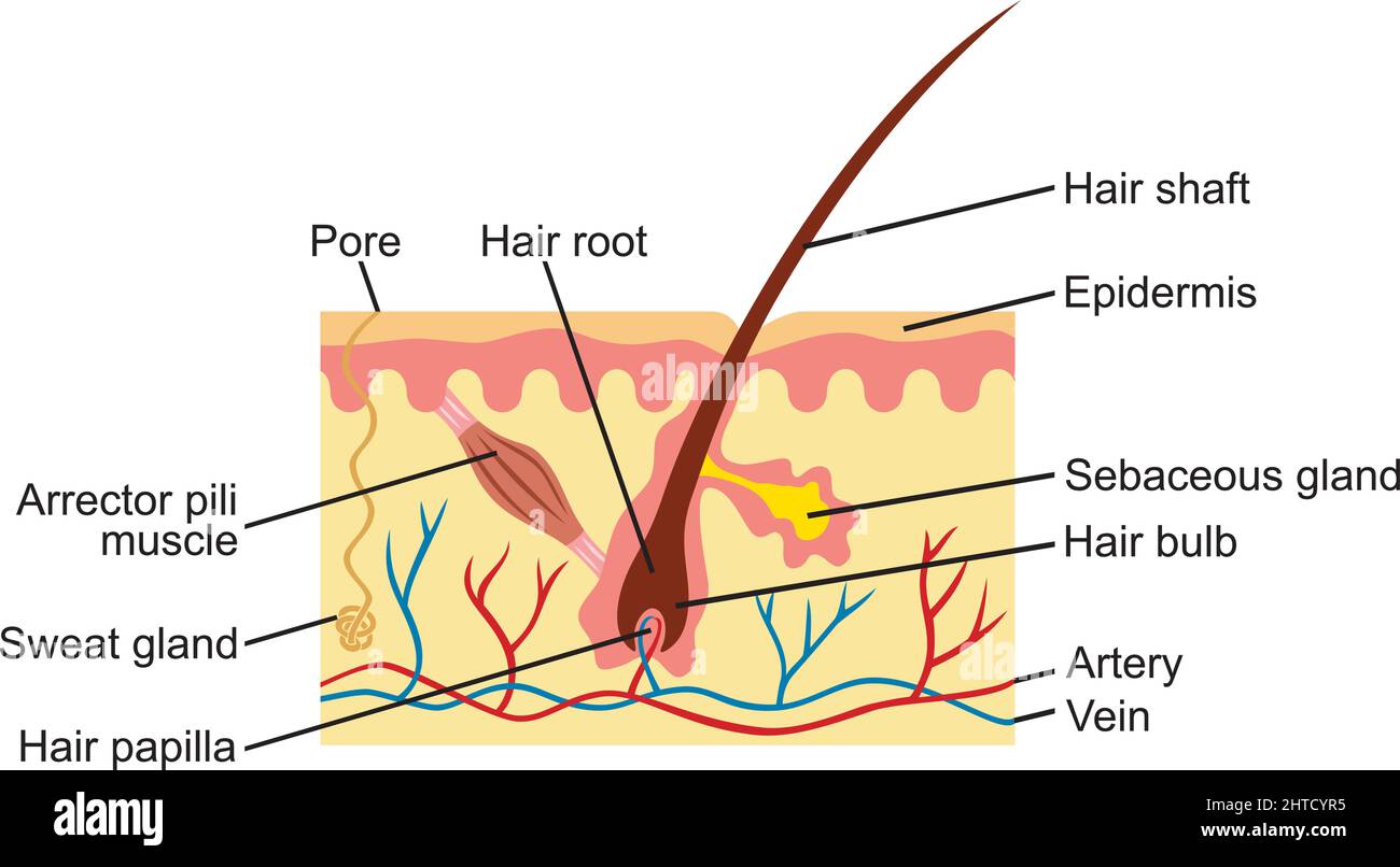 Ilustración de la anatomía del cabello y la piel humana Ilustración del Vector