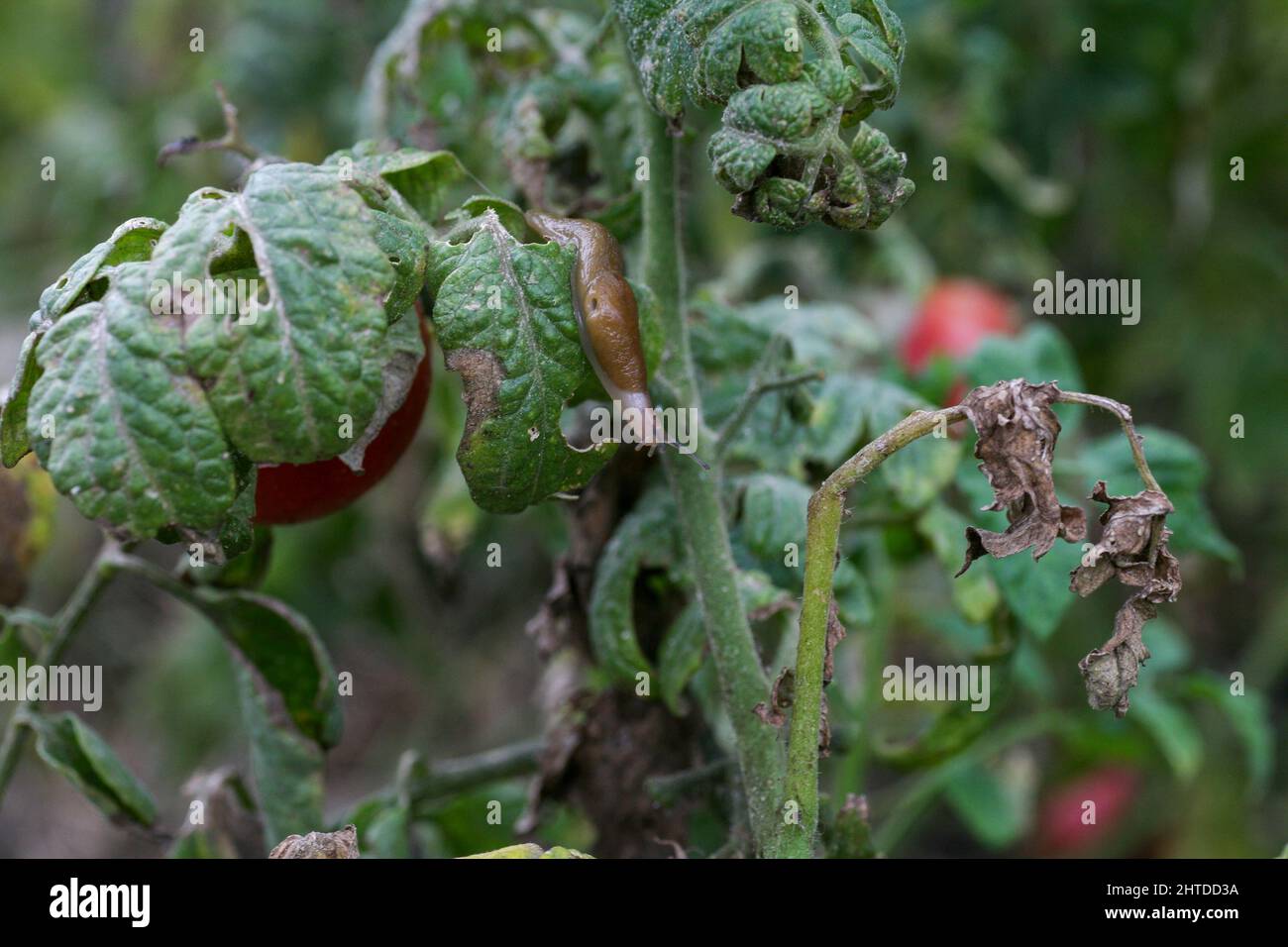 un primer plano de una plaga de tomate en un jardín fresco. Los insectos destruyen los frutos verdes y que maduran. Además, las babosas transportan infecciones entre las plantas. Una disminución significativa en la pérdida de productividad del rendimiento. Foto de stock
