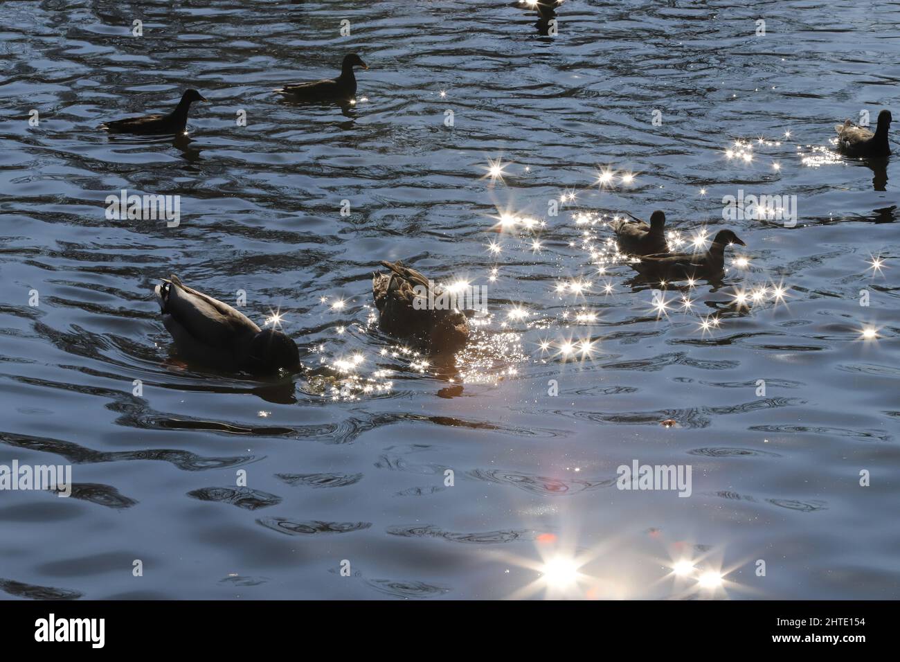 Aves acuáticas patos de pato y Moorhen (Gallinula) en un lago de luces contrastantes y llamaradas de sol Foto de stock