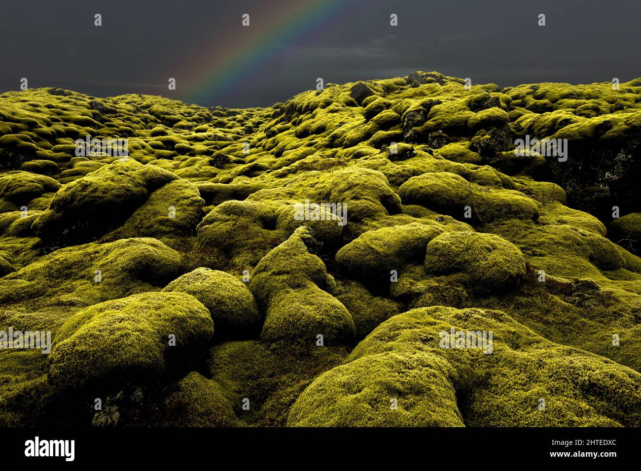 Famoso campo de lava Eldhraun cubierto por musgos sensibles. Foto de stock
