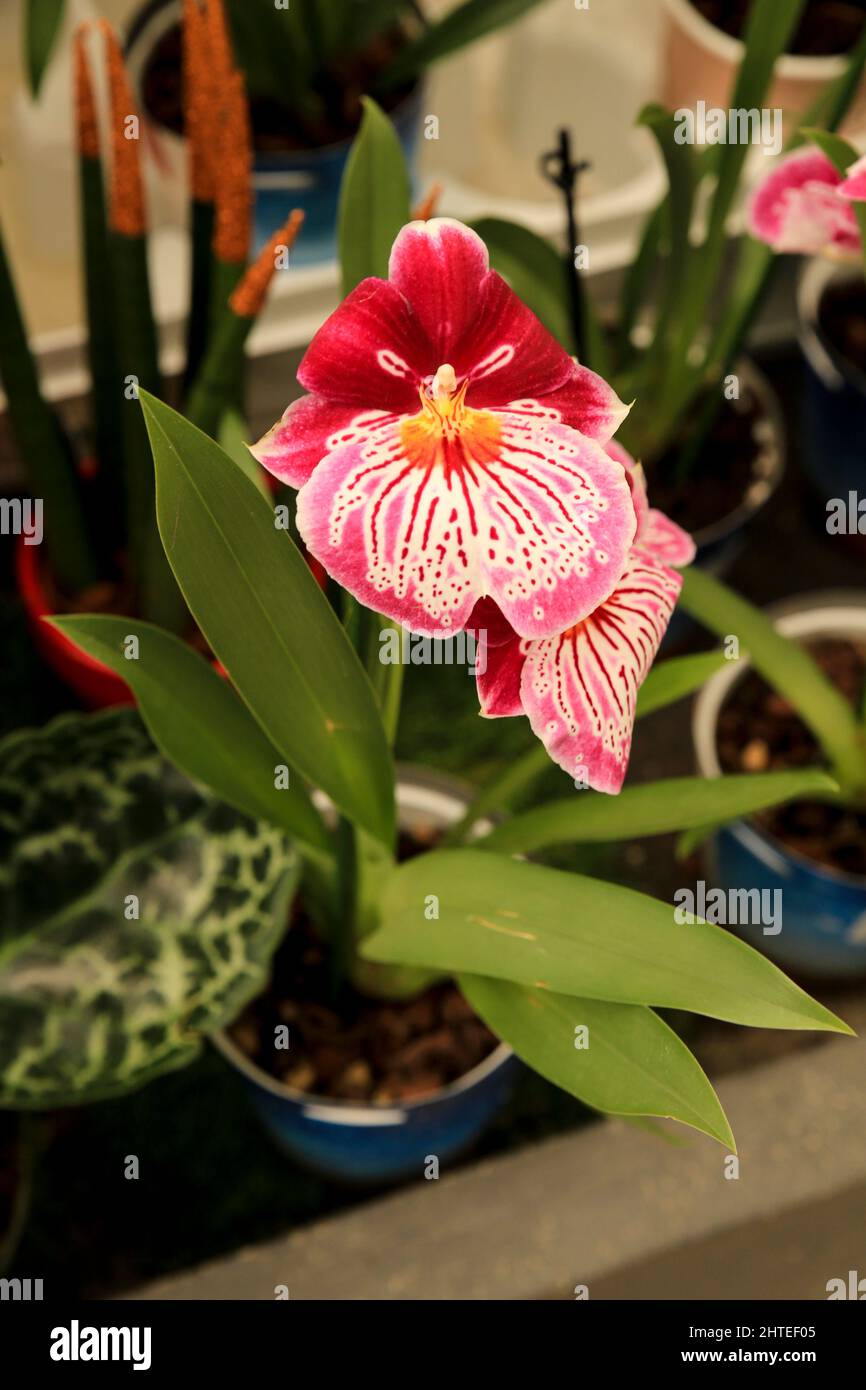 Hermosa orquídea Miltoniopsis Phalaenopsis en el jardín bajo el sol  Fotografía de stock - Alamy