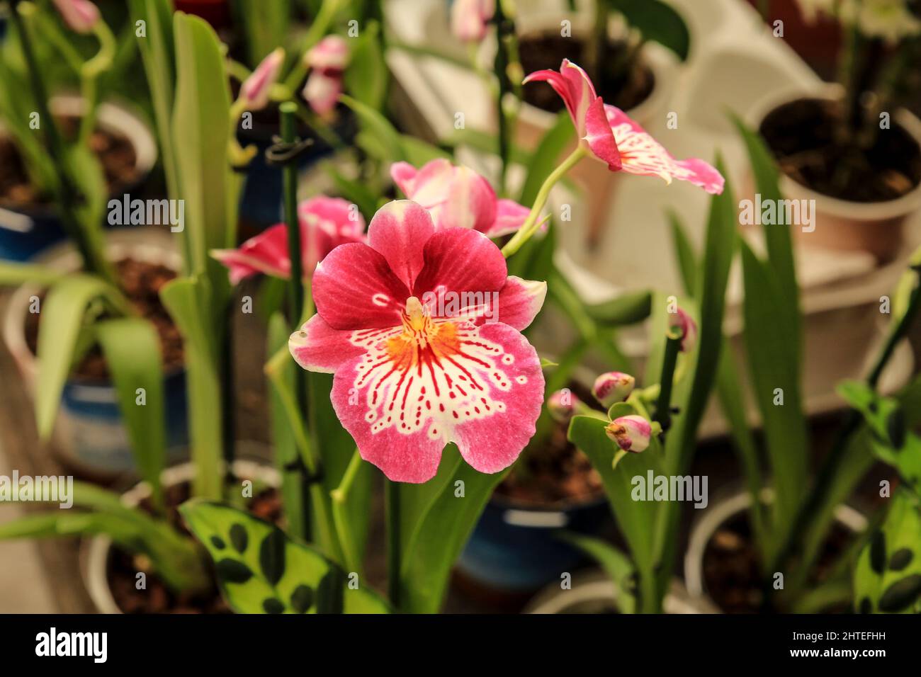 Hermosa orquídea Miltoniopsis Phalaenopsis en el jardín bajo el sol  Fotografía de stock - Alamy