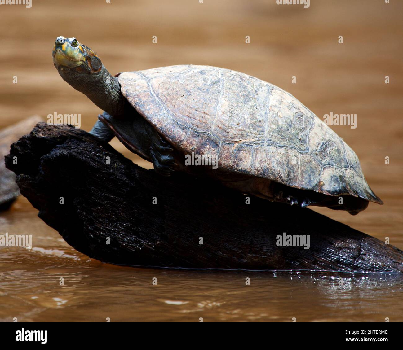 Retrato de primer plano de una tortuga de río de manchas amarillas (Podocnemis unifilis) sentada en un tronco rodeado de agua en las Pampas del Yacuma, Bolivia. Foto de stock