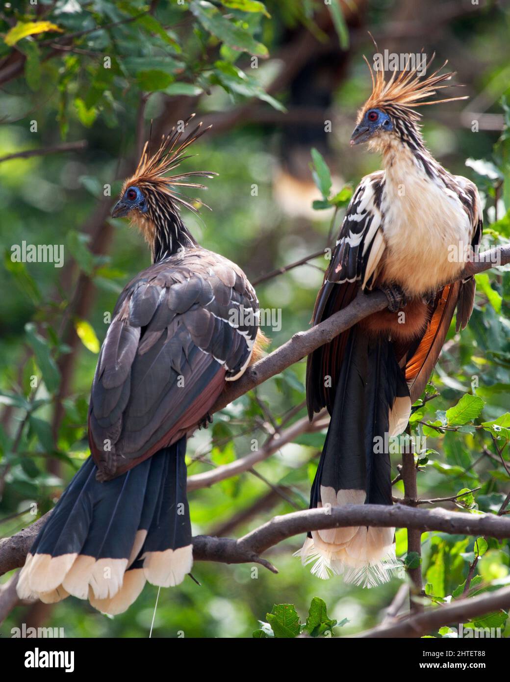 Retrato de primer plano de dos curiosos hoatzins (Opisthocomus hoazin) sentados en rama en las Pampas del Yacuma, Bolivia. Foto de stock