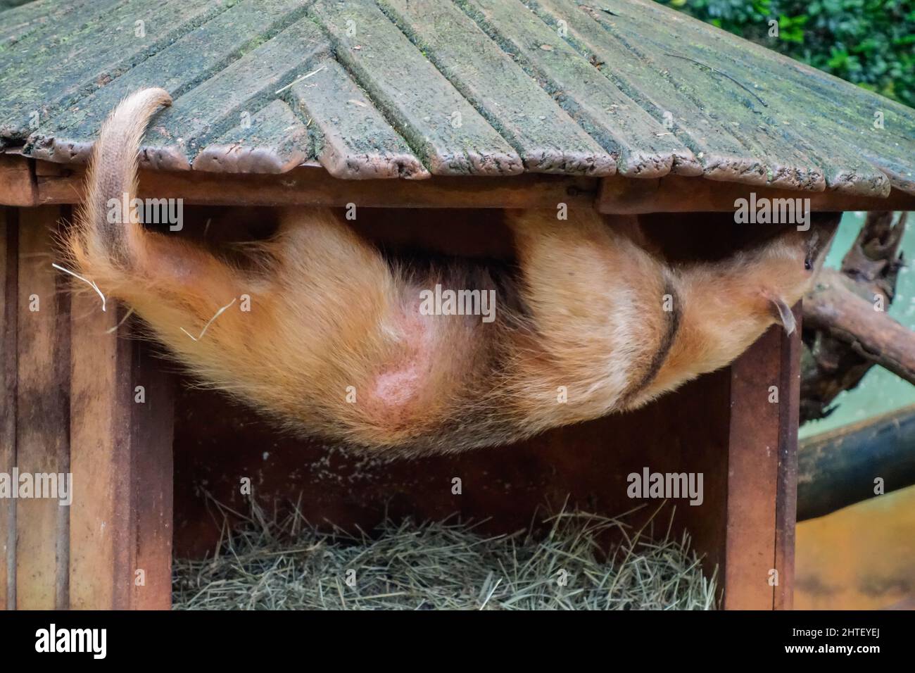 Lindo hormiguero/tamandua del sur colgó de su techo de guarida en zoopark. Foto de stock