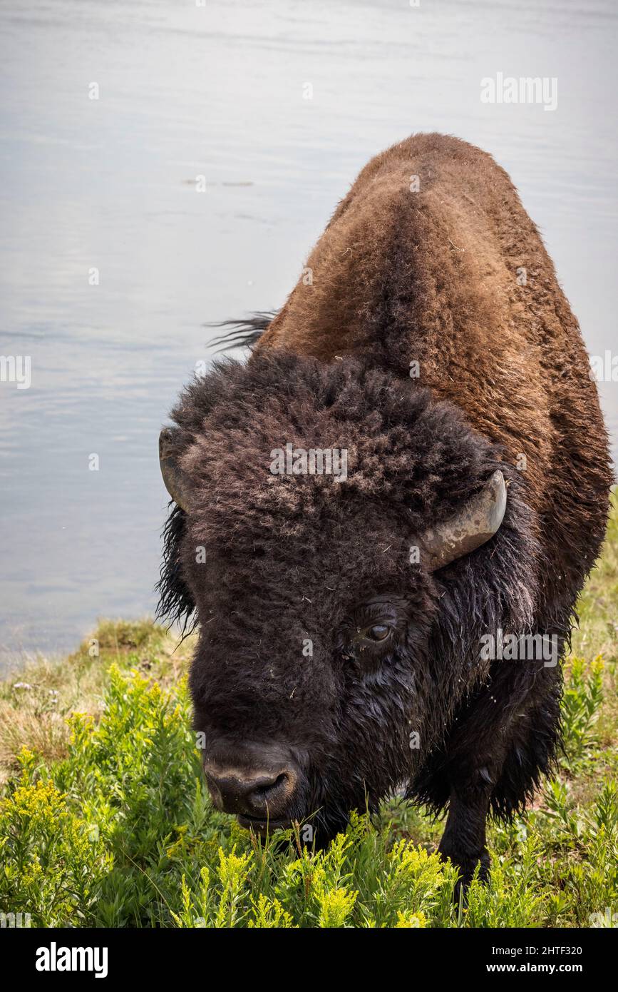 Un bisonte macho grande en Hayden Valley de Yellowstone. Foto de stock
