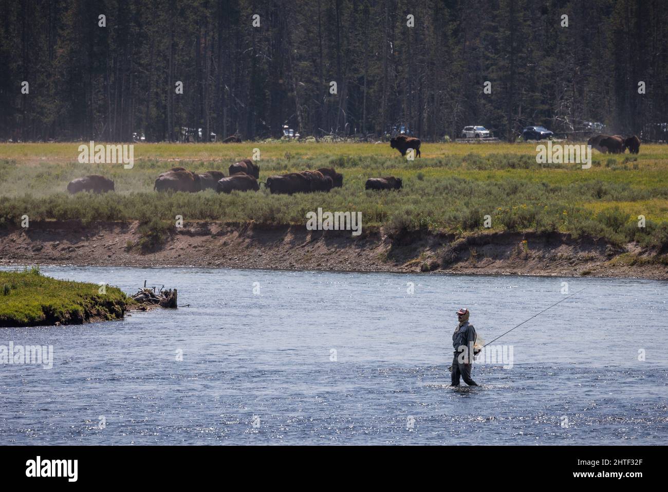 Un pescador de moscas cruza el río Yellowstone cerca de una manada de bisontes. Foto de stock