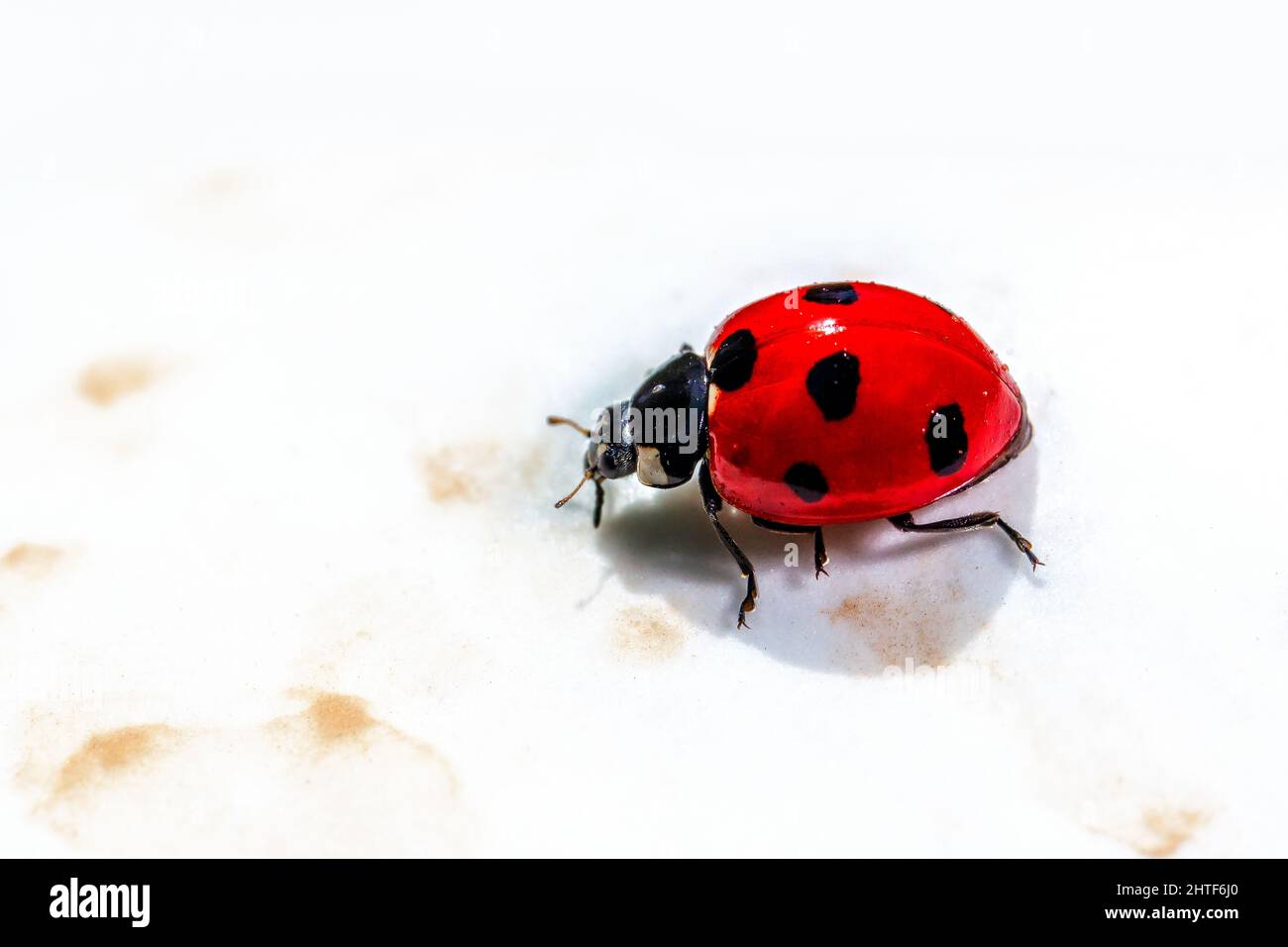 Detalle de la macro de la escarabajo roja de Ladybird Foto de stock