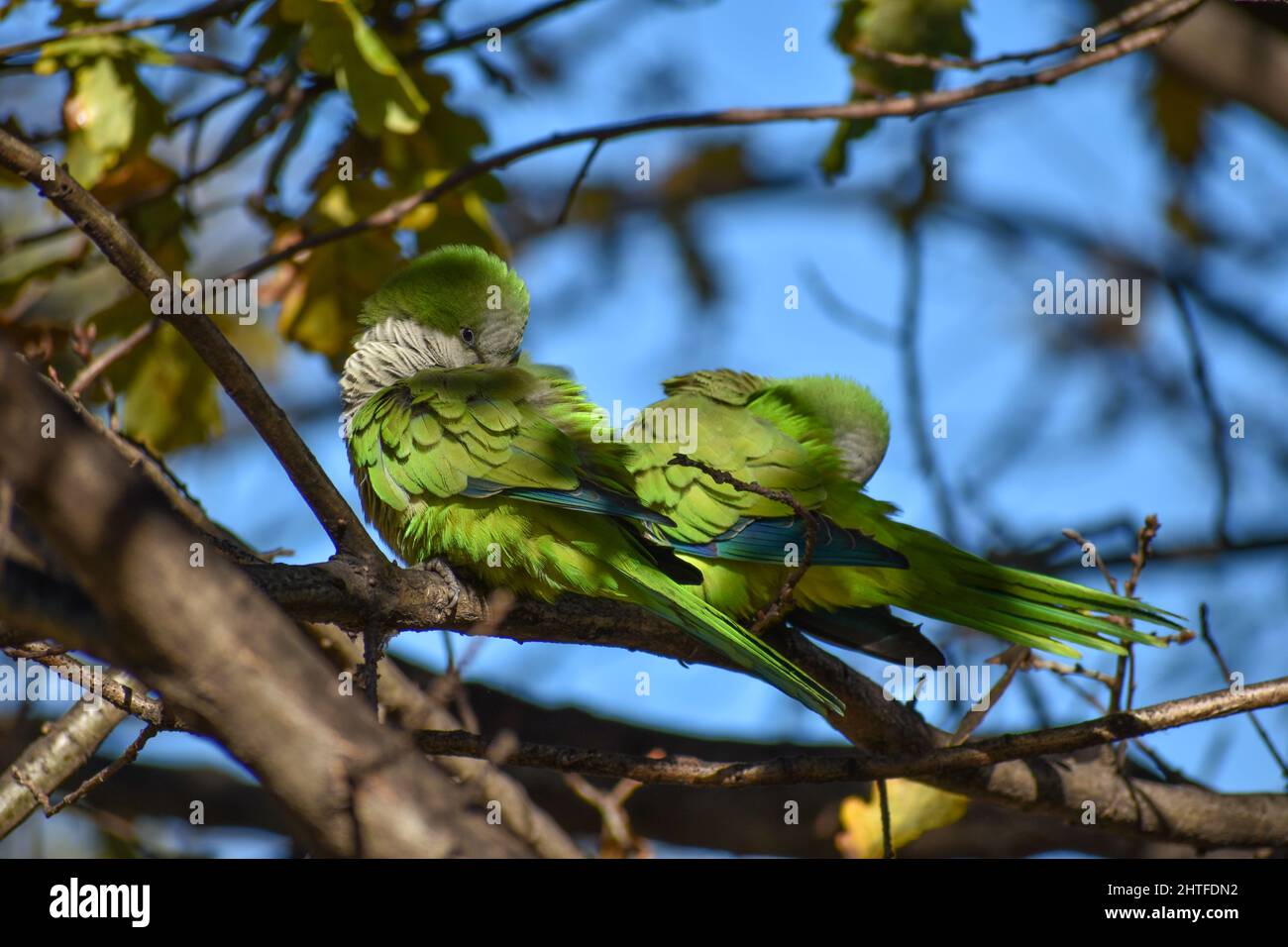 Lindo perico monje, myiopsitta monachus, o loro cuáquero, limpiando sus plumas en un árbol en la ciudad de Buenos Aires Foto de stock