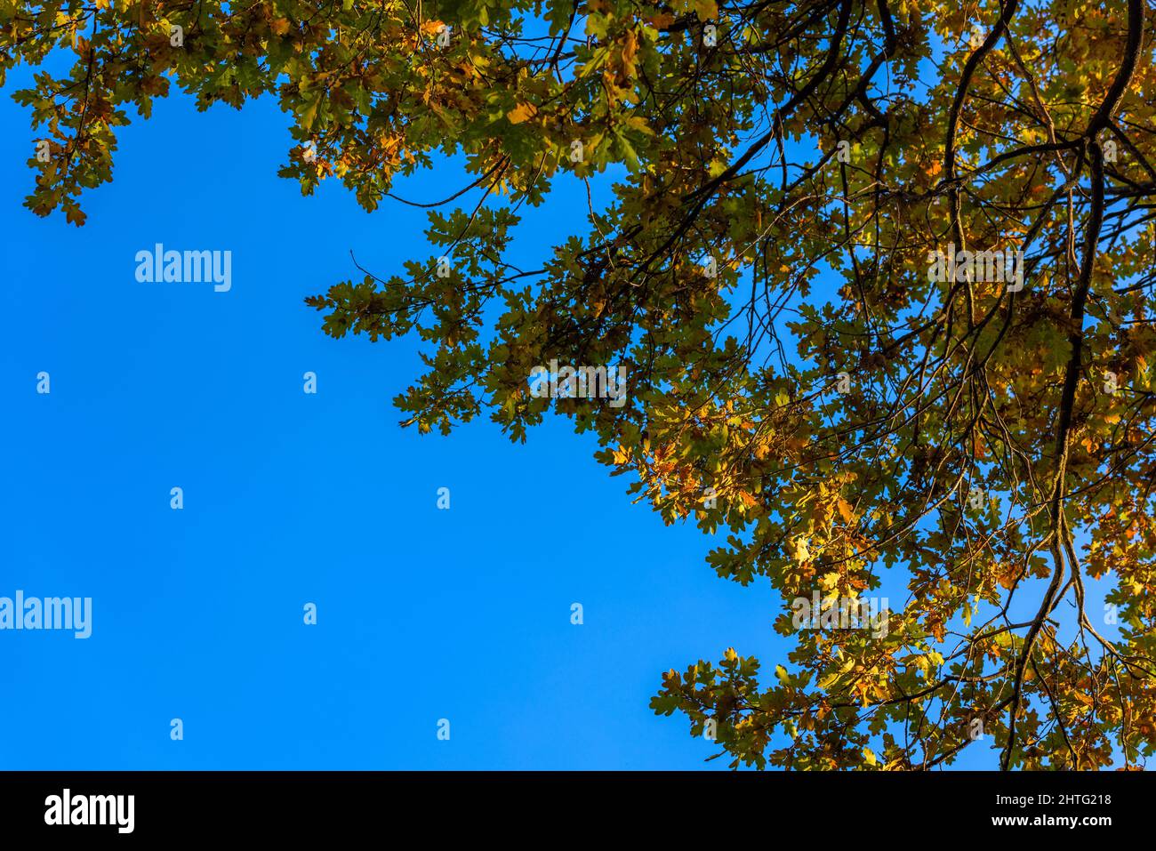 robles verdes a principios de otoño sobre fondo de cielo azul de cerca Foto de stock