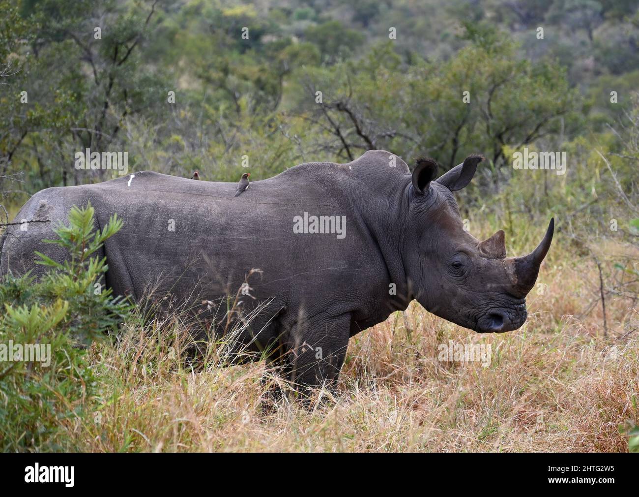 Rhino en el Parque Nacional Kruger Foto de stock