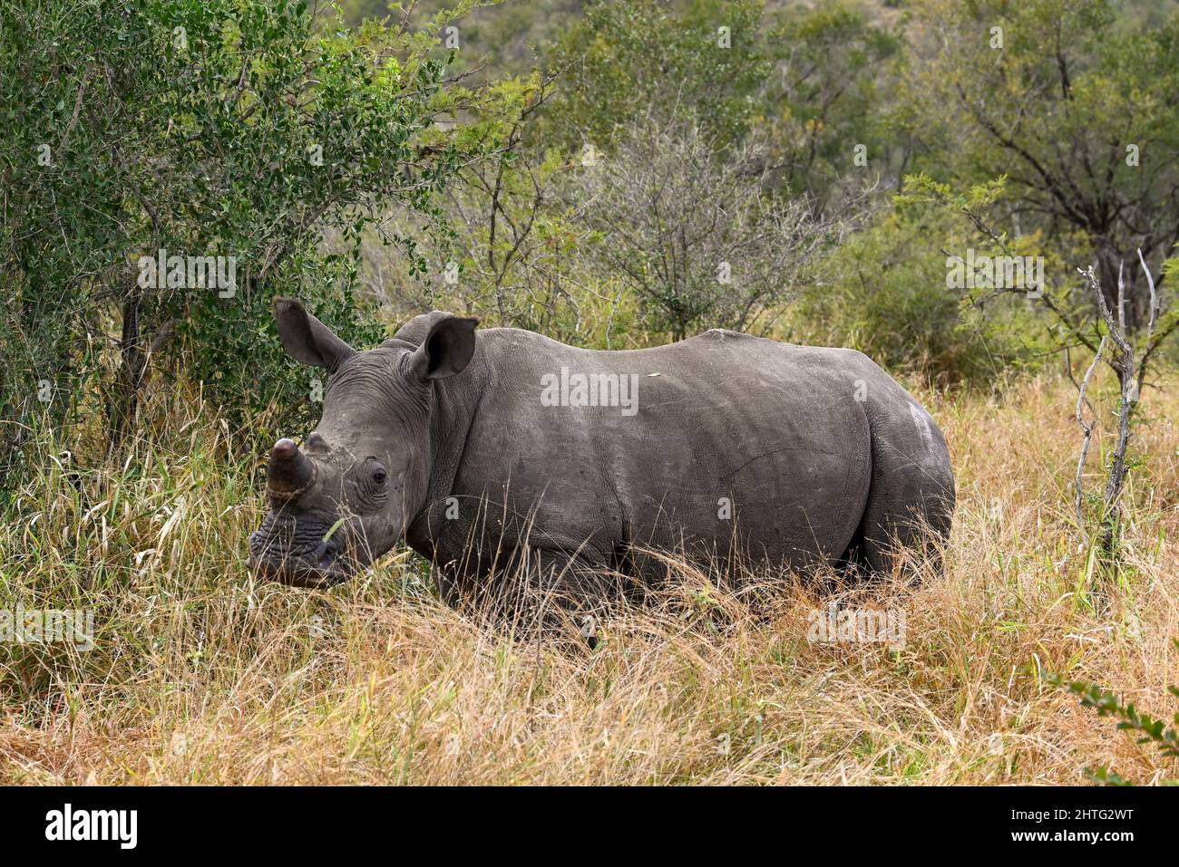 Rhino en el Parque Nacional Kruger Foto de stock