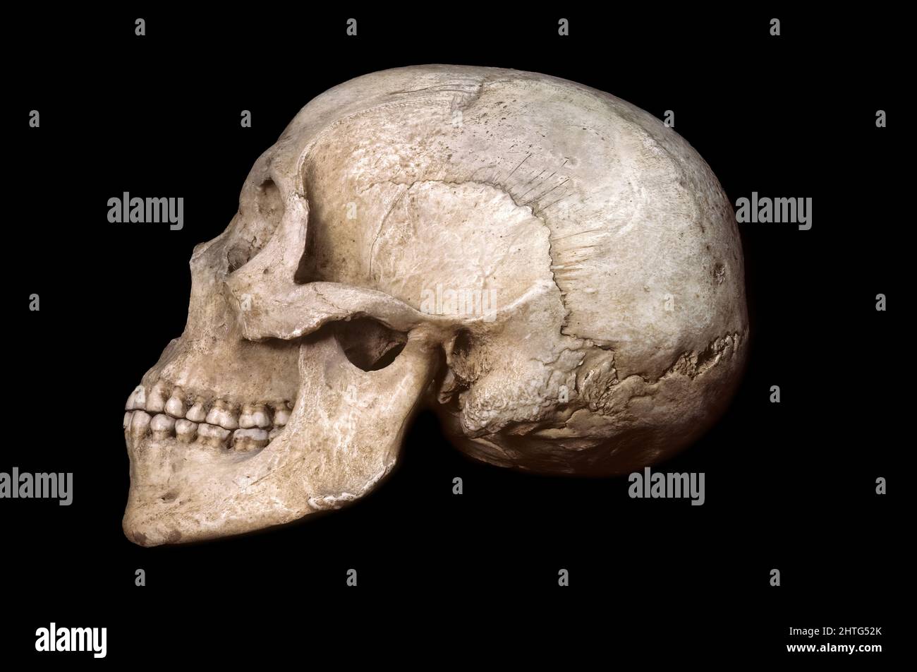 Bushman Skull (Hotentot) Foto de stock