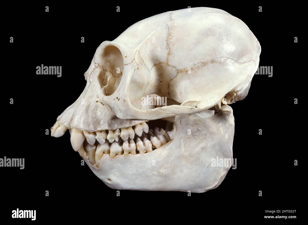 Colobus Monkey Skull (Colobus angolensis cottoni), Akenge, Zaire, África Foto de stock