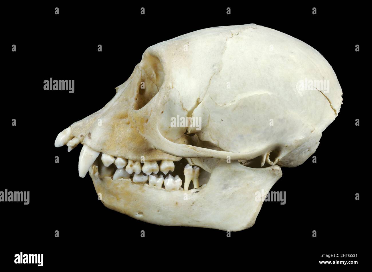 Diana Monkey Skull (Cercopithecus diana), Nyassaland (Malawi), África Foto de stock