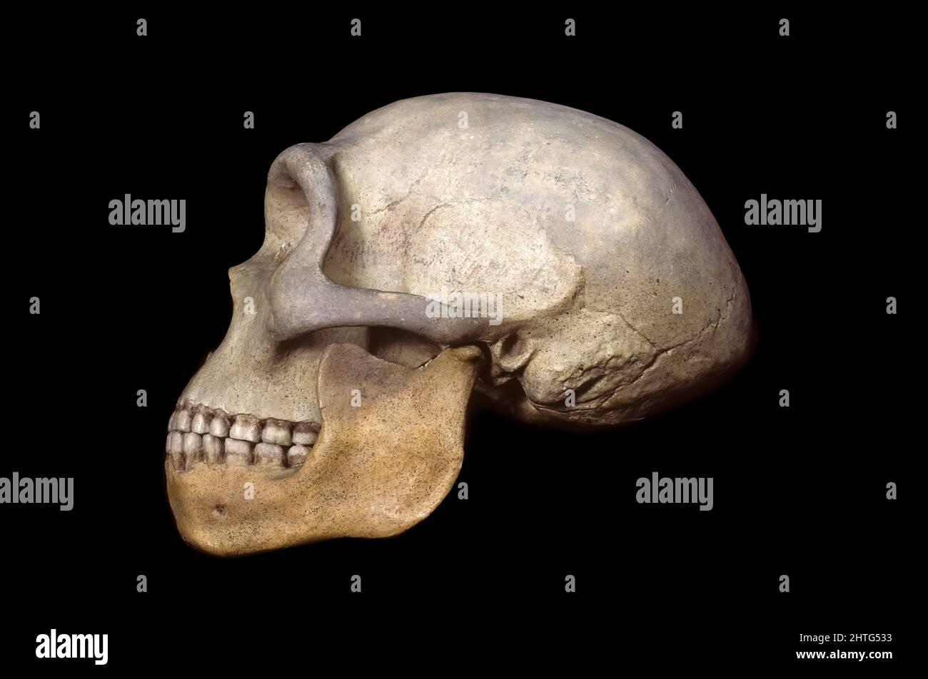 Hombre de Heidelberg (Homo heidelbergensis), Pleistoceno Temprano Foto de stock