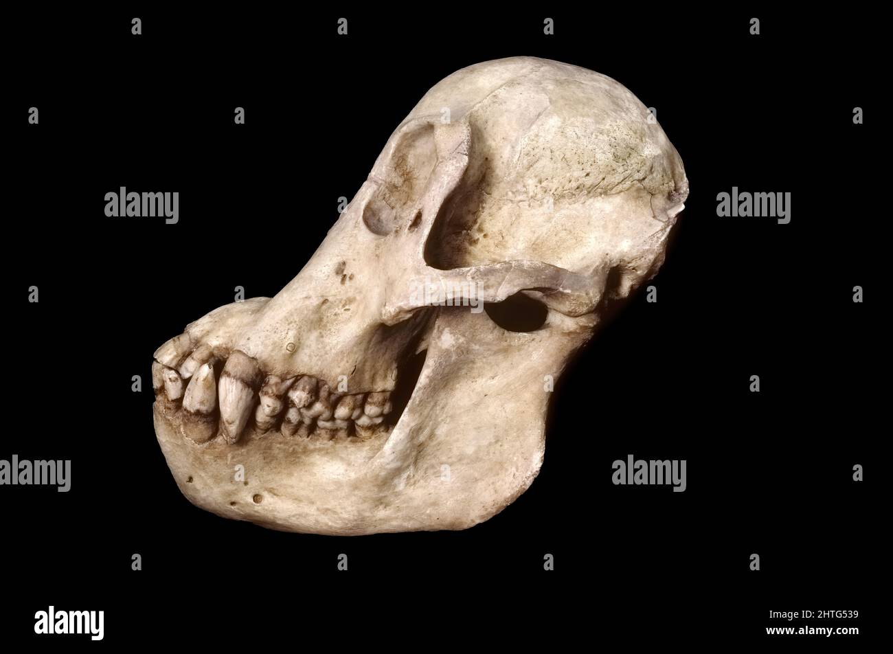 Cráneo orangután Foto de stock