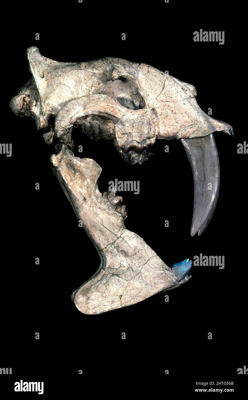 True Sabre-Tooth Cat Skull (Eusmilus), Dakota del Sur, Oligoceno Medio Foto de stock