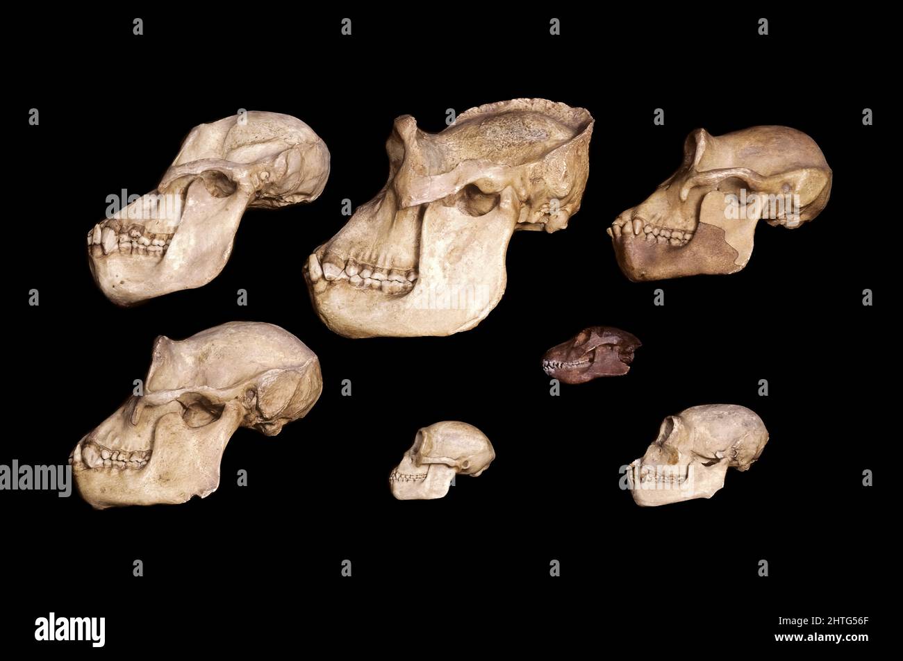 Cráneos de los Apes Antropoides Foto de stock