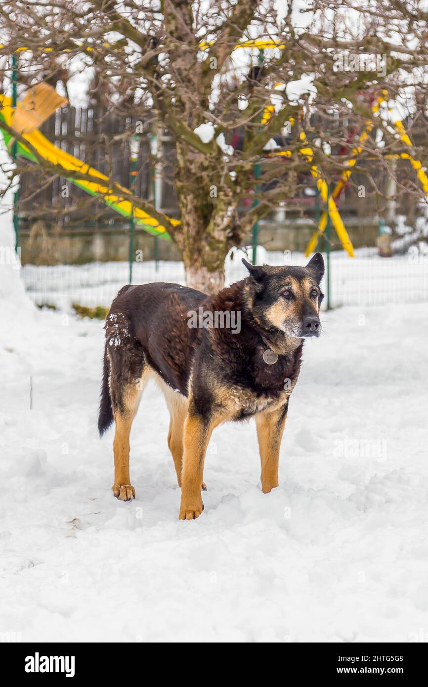 Tiro vertical de un pastor alemán parado en la nieve en el fondo de un
