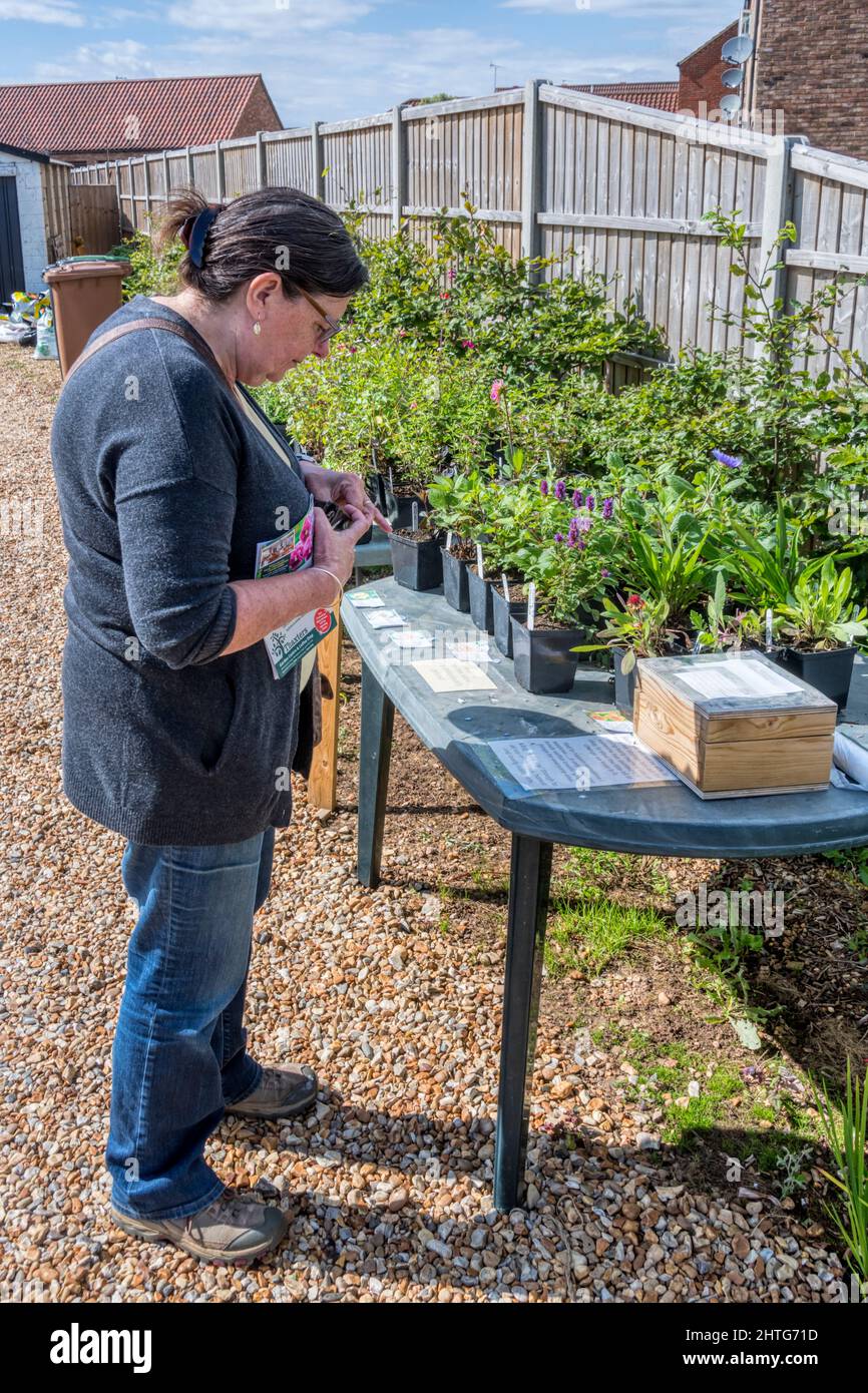 Mujer comprando plantas de un puesto en un jardín frontal con una caja de honradez. Foto de stock