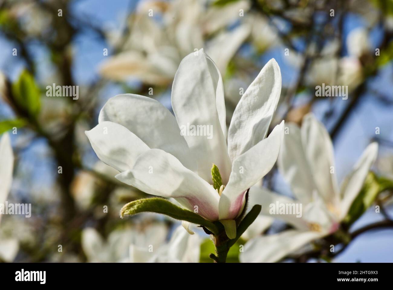 Magnolia japonesa fotografías e imágenes de alta resolución - Alamy