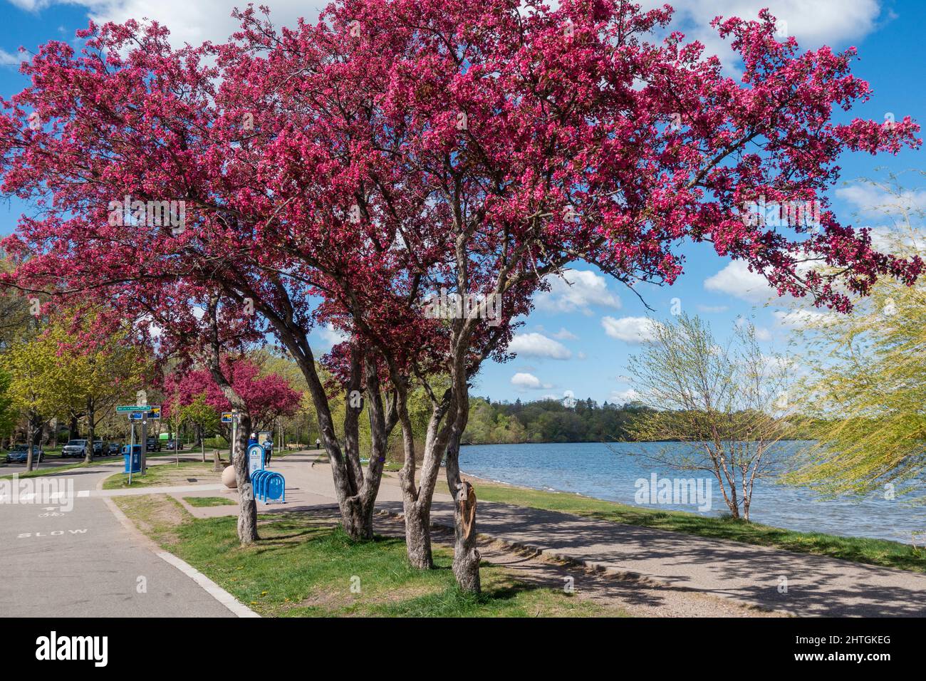 Hermosos árboles frutales de flores moradas que se arquean sobre los senderos para caminatas y bicicletas alrededor del lago Harriet. Minneapolis Minnesota MN Estados Unidos Foto de stock