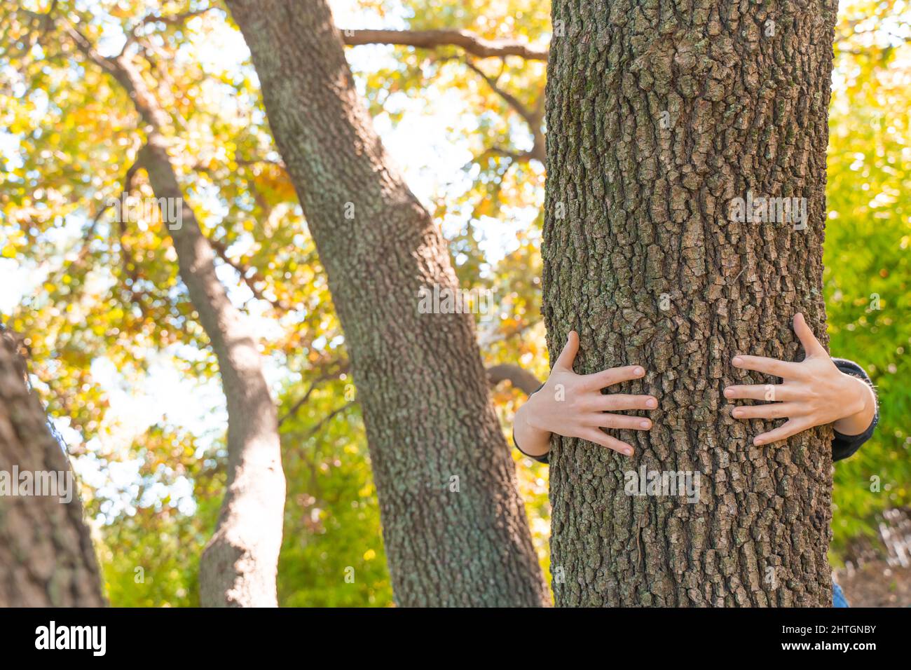 Abrazando un árbol en el bosque. Concepto del Día de la Tierra. Una