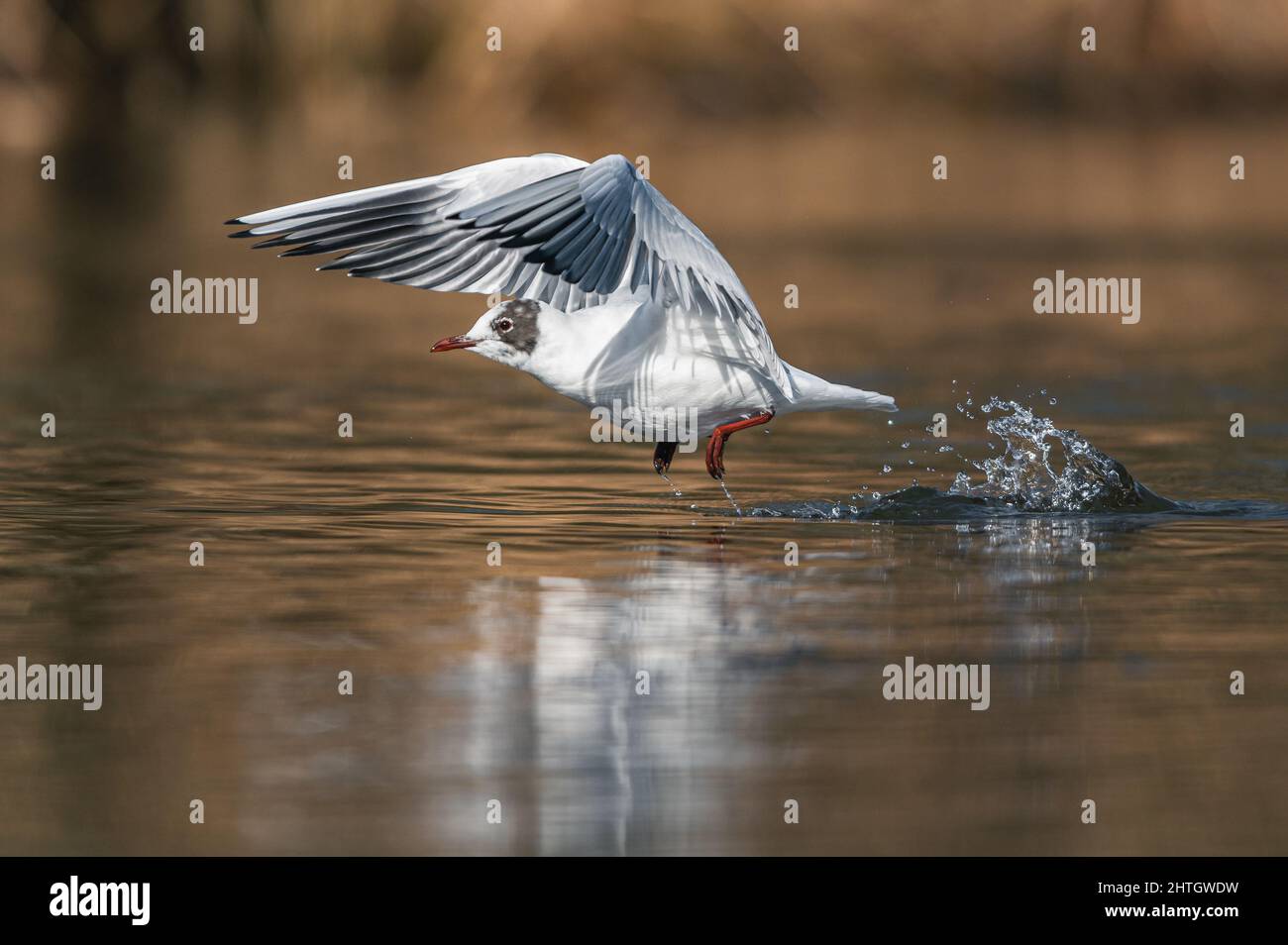 Gaviota de cabeza negra, Chroicocephalus ridibundus en el vuelo en invierno rayos de sol Foto de stock