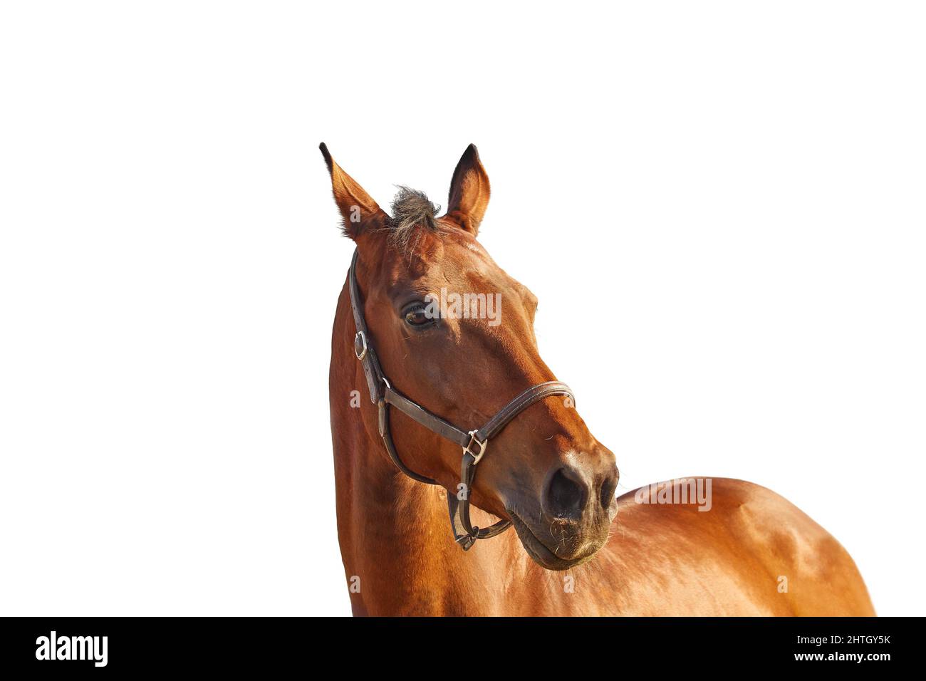 Retrato de un caballo de laurel en un halter marrón de cuero sobre un fondo blanco Foto de stock