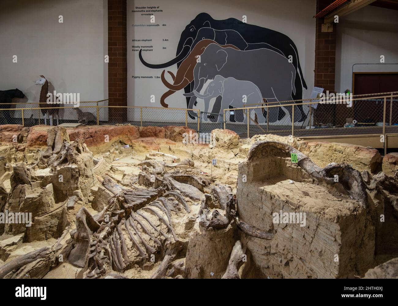 Sitio de excavación activo y museo que contiene un agujero de fregadero que data de la era Pleistocene que contaba huesos fósiles de mamuts en Hot Springs, Dakota del Sur Foto de stock