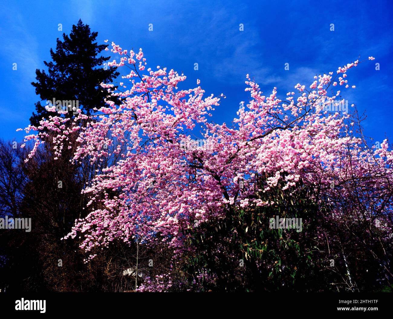Cerezo japonés en flor, Chiemgau, Alta Baviera, Alemania Foto de stock