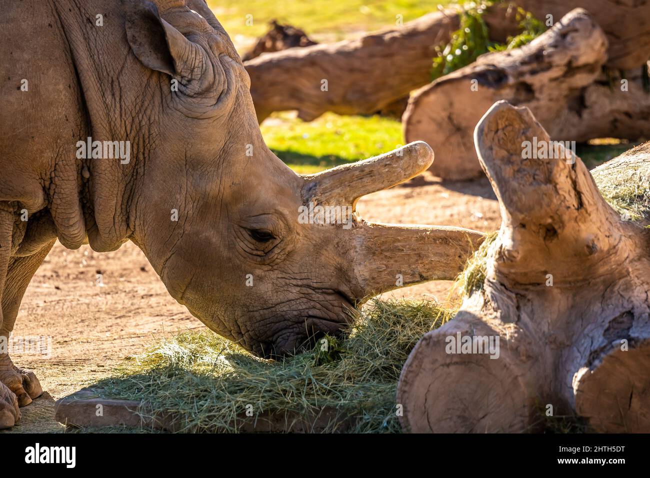 Un rinoceronte blanco del sur en Tucson, Arizona Foto de stock