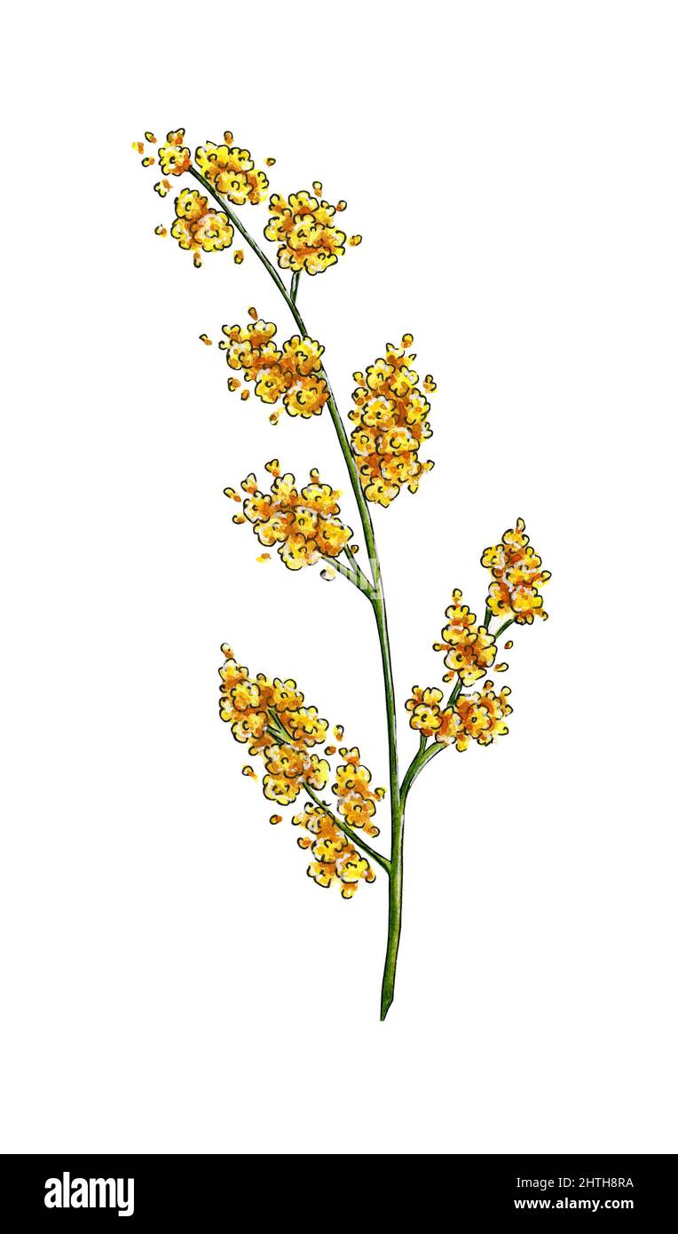 Ilustración acuarela de la rama de flores de primavera amarillas mimosas.  Símbolo del Día Internacional de la Mujer. Resumen mimosa flores para  impresiones, invitaciones Fotografía de stock - Alamy