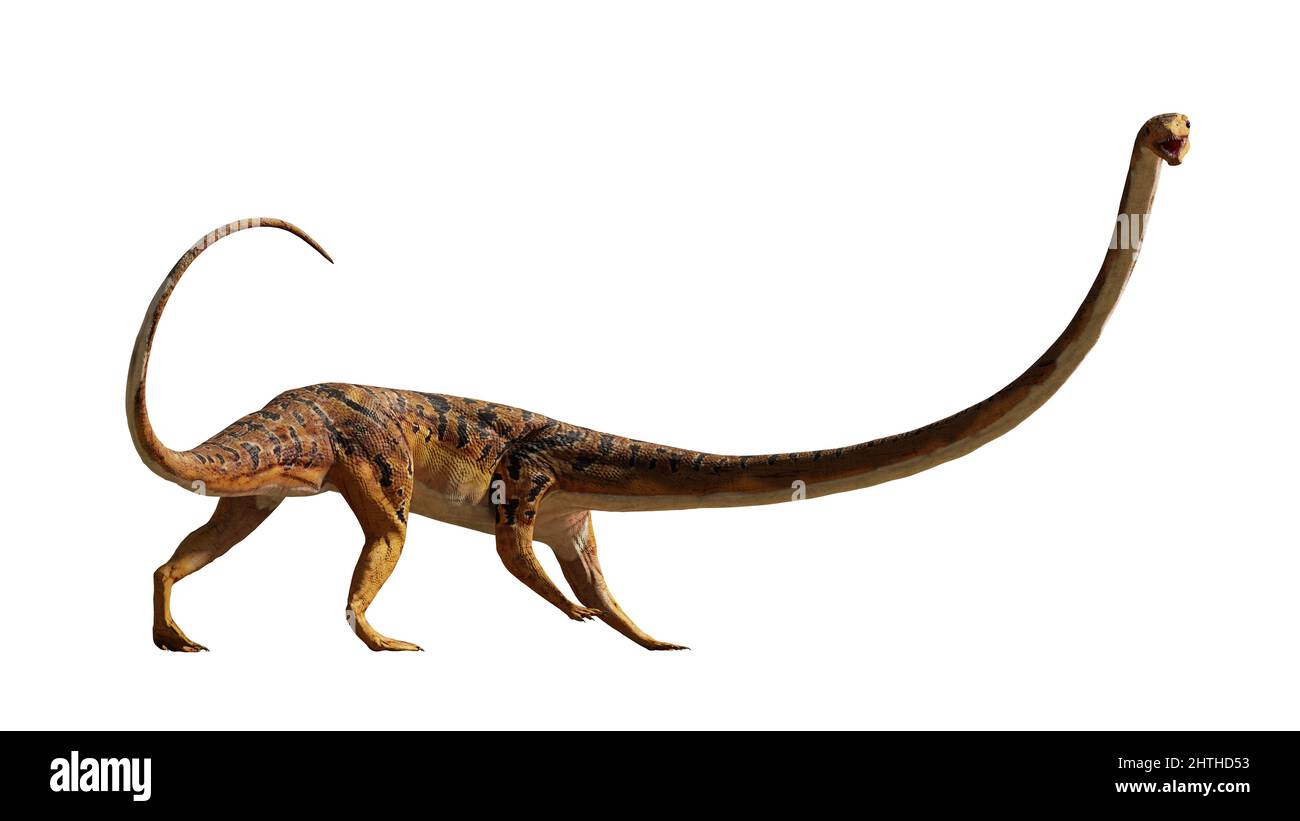 Tanystropheus, reptil extinto de las épocas Triásico Medio a Tardío, aislado sobre fondo blanco Foto de stock