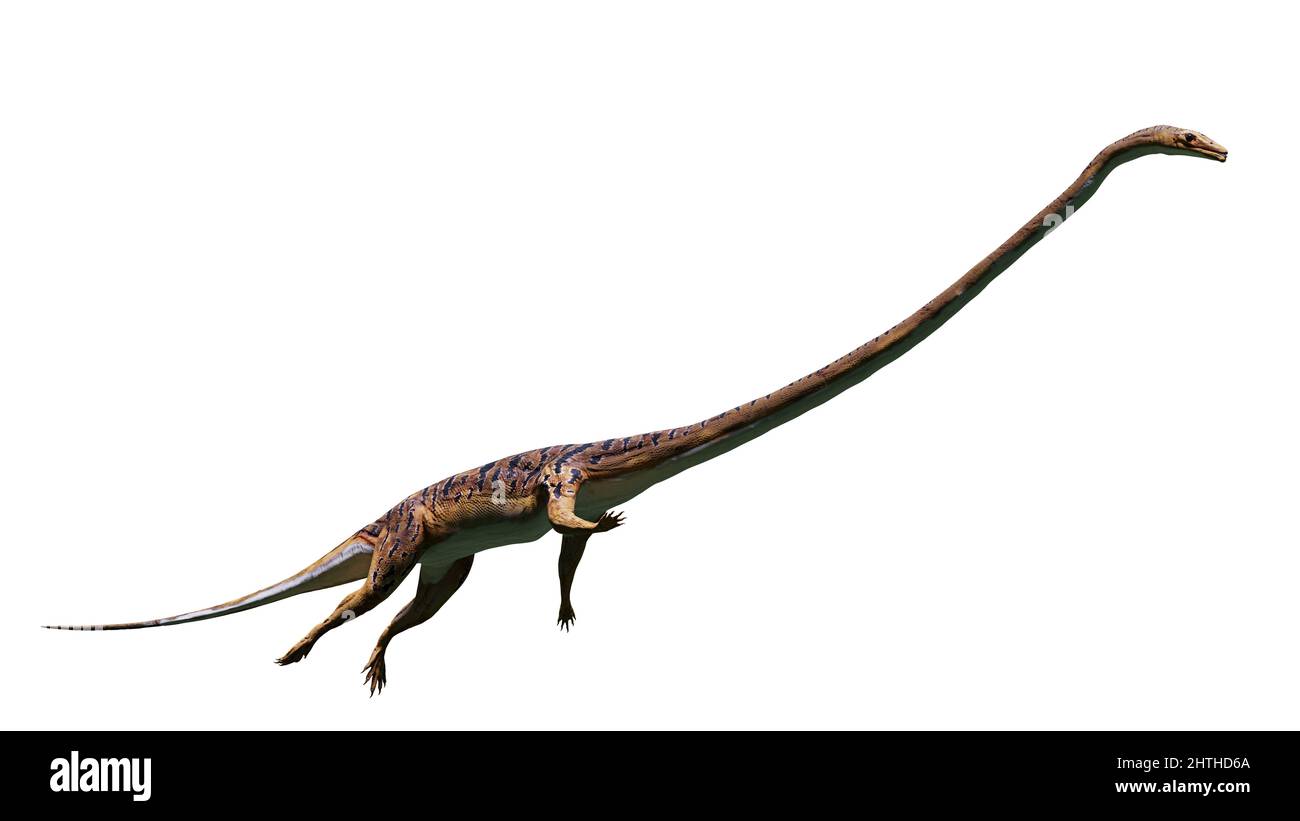 Natación Tanystropheus, reptil extinto de la época Triásico Medio a Tardío, aislado sobre fondo blanco Foto de stock