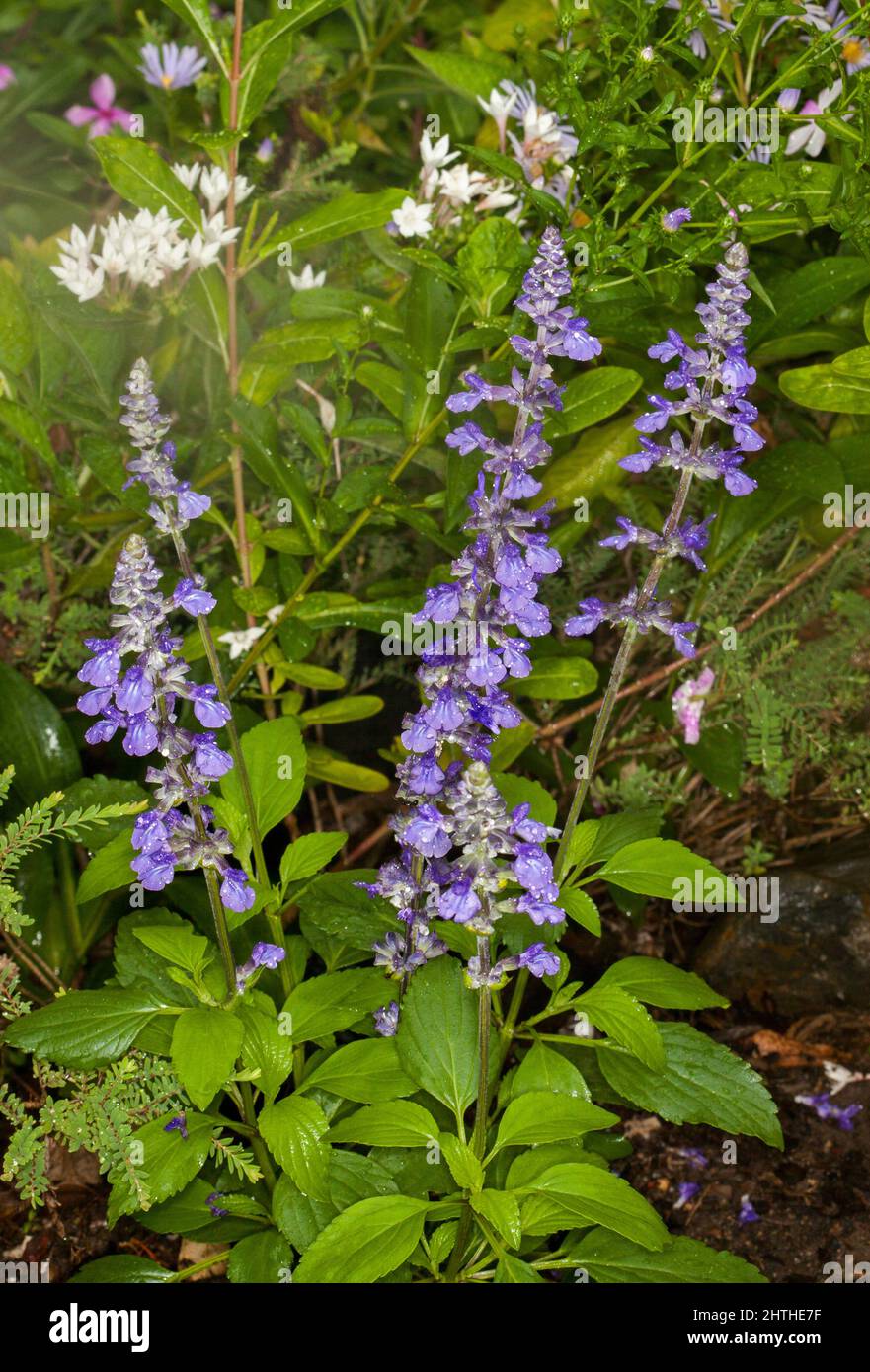 Altos picos de flores de color azul vivo de salvia longispicata x farinacea Mystic Spires, jardín perenne, contra el fondo de verde esmeralda follaje Foto de stock