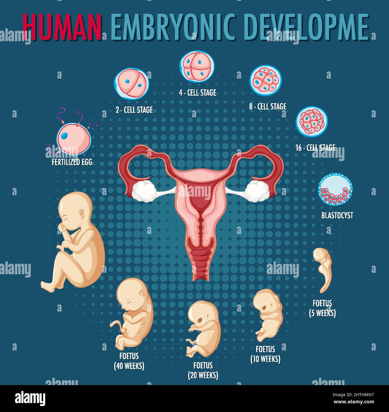 Desarrollo embrionario humano en ilustración infográfica humana Imagen  Vector de stock - Alamy