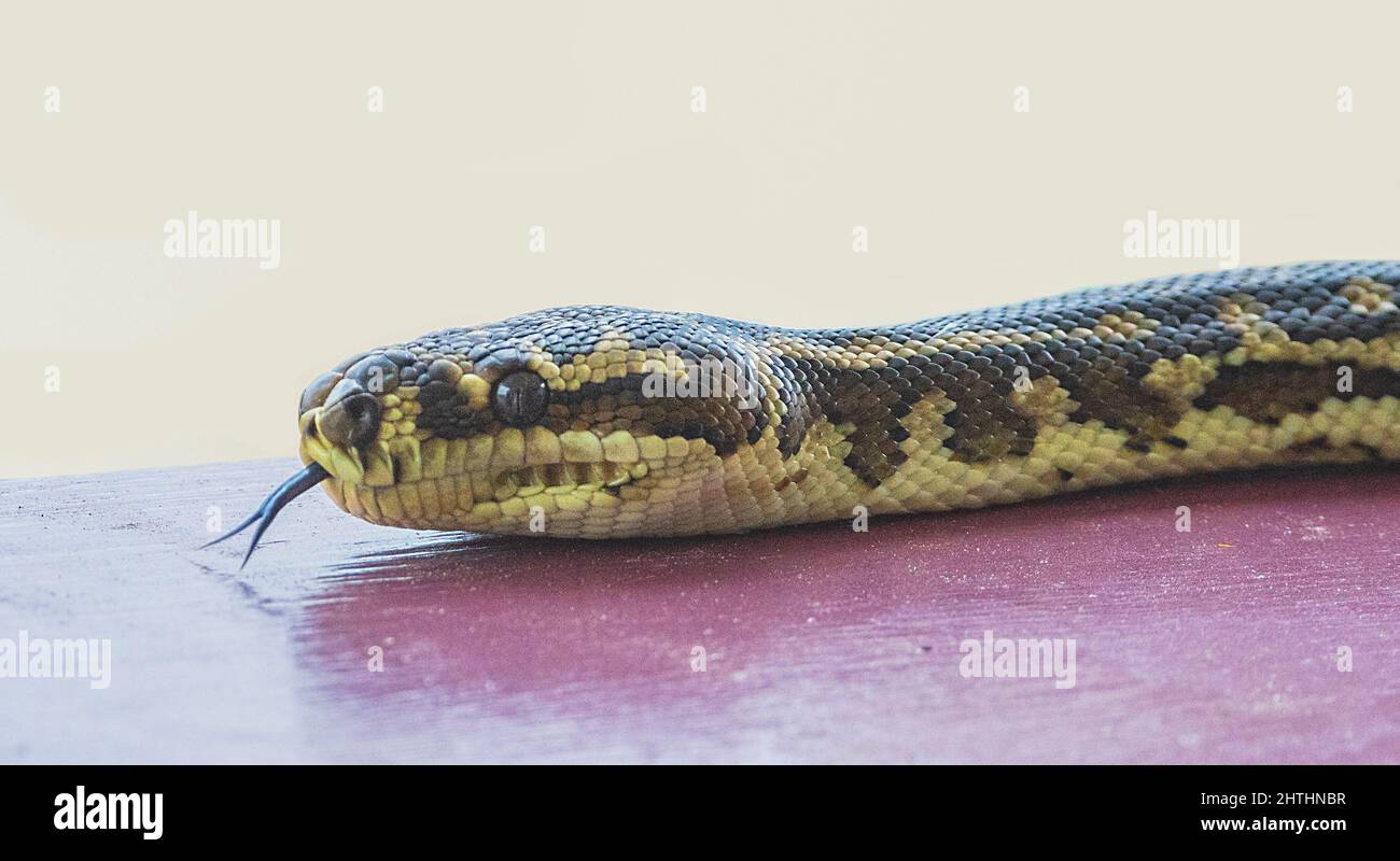 Primer plano de un Python de Alfombra del Suroeste (Morelia spilota imbricata) con lengua ardeada, una especie casi amenazada de serpiente australiana, Manypeak Foto de stock