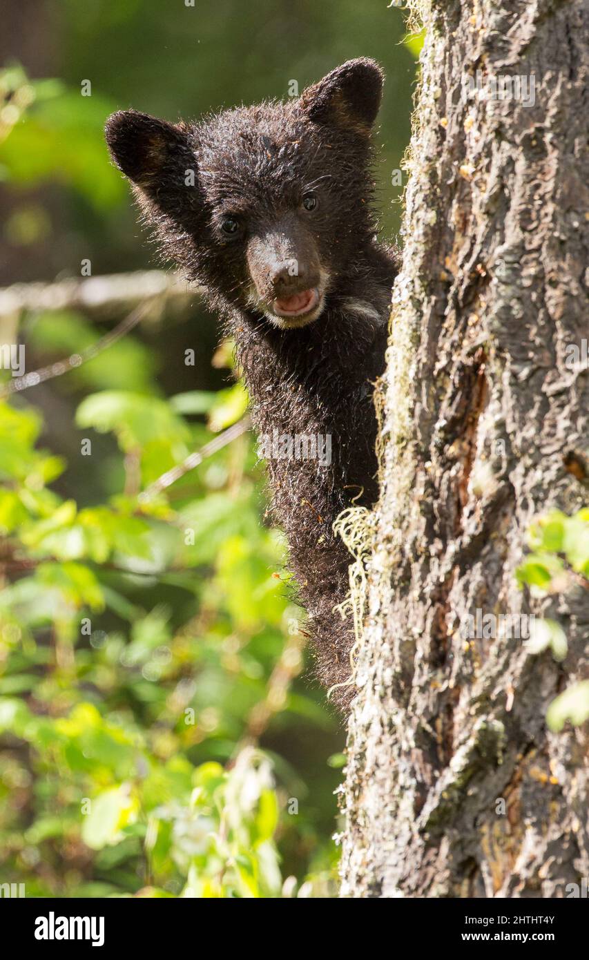 Oso negro de cachorro de oso negro en la naturaleza de Canadá Fotografía de  stock - Alamy