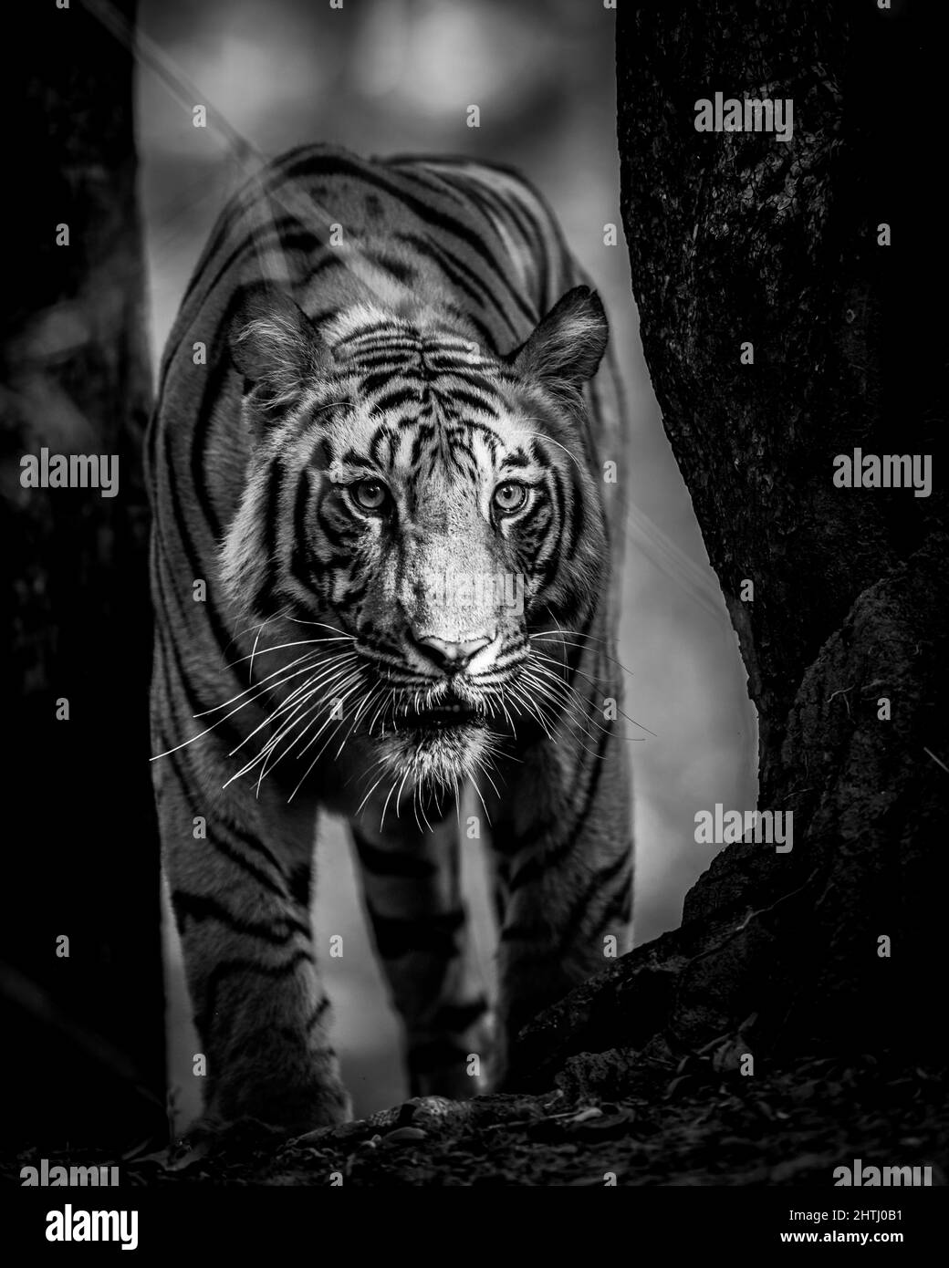 el tigre salvaje indio masculino se dirige al retrato artístico en blanco y negro con contacto visual durante el safari al aire libre por la jungla en el parque nacional bandhavgarh Foto de stock