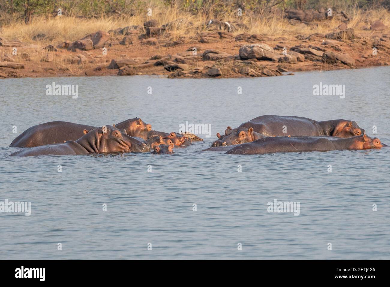 Una manada de hipopótamos (Hippopotamus amphibius) en un abrevadero. A pesar de que estos animales son gregarias y suelen vivir en grupos grandes, no son muy Foto de stock