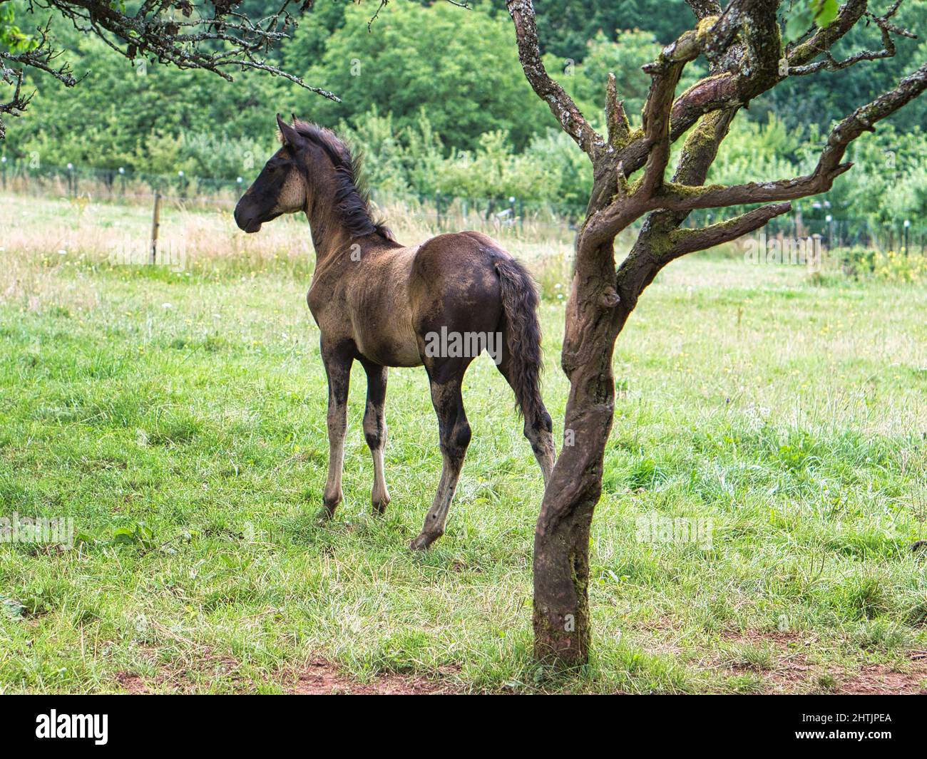 Caballos vistos en un camino de cría de caballos mientras se hace senderismo en vacaciones. El enemigo parece interesiert en la naturaleza. Animal filmado en verano Foto de stock