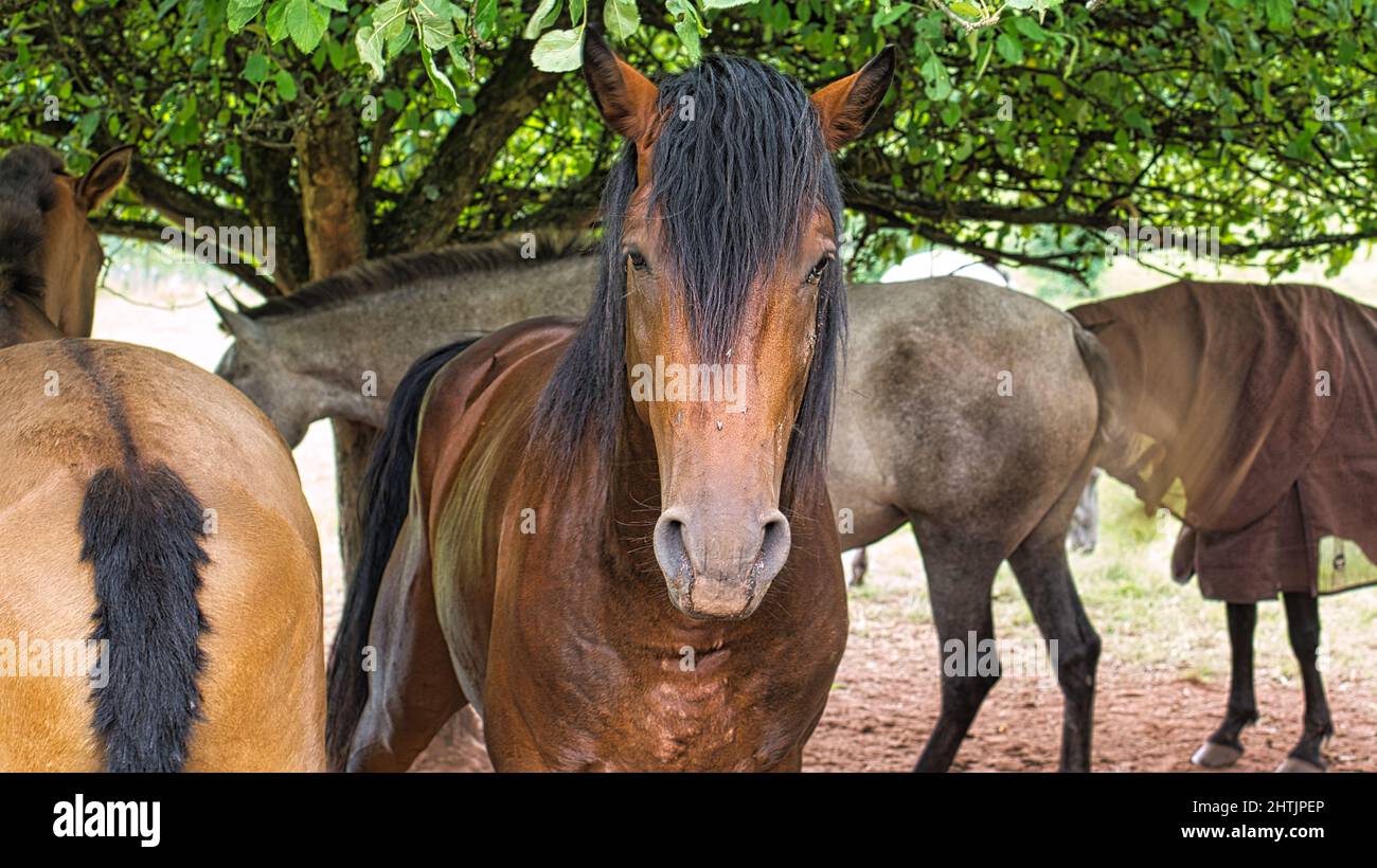 Caballos vistos en un camino de cría de caballos mientras se hace senderismo en vacaciones. El marrón parece interesiert al espectador. Animal filmado en verano Foto de stock