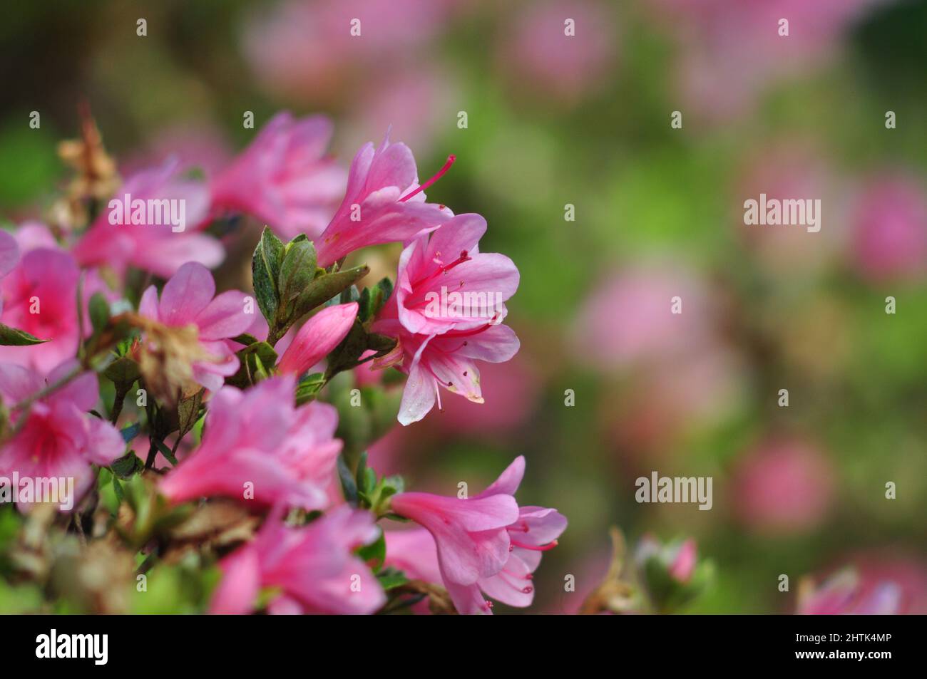 Disparo selectivo de la flor de azalea rosa floreciendo con hojas verdes  Fotografía de stock - Alamy
